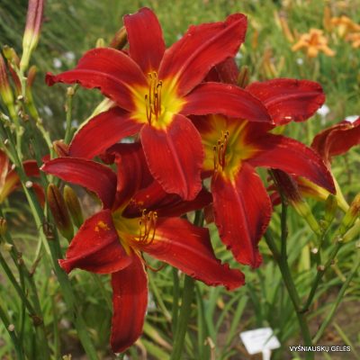 daylily-Heavenly-United-We-Stand-1