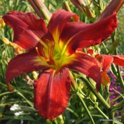 daylily-Heavenly-United-We-Stand
