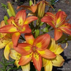 lily 'Saulės Palytėta'