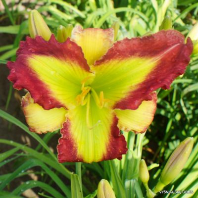 Bob Faulkner x Boitzer Green Josephine (3)