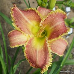 Franjo x Vampire Fish
