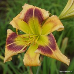 Ledgewood's Calico Blues x Search for Green Pastures