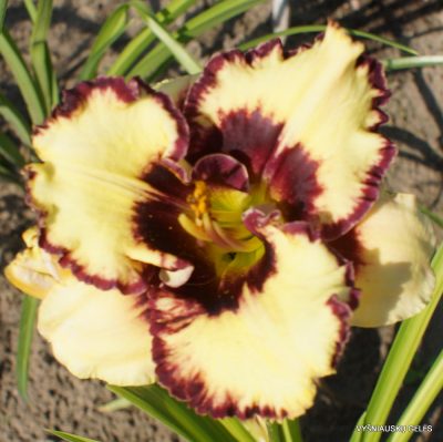 Ledgewood’s Firecracker x Jelly Maker