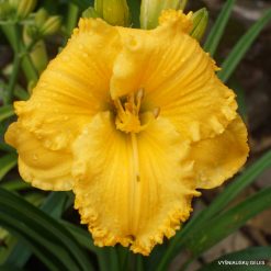 My Sunny Valentine x Pumpkins Gone Wild