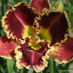 Red Ragamuffin x Fantastic Fringe