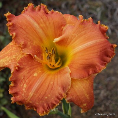 Red Ragamuffin x Forestlake Briar Patch