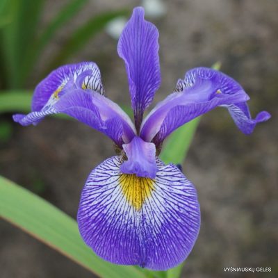 Iris ‘Beetroot’