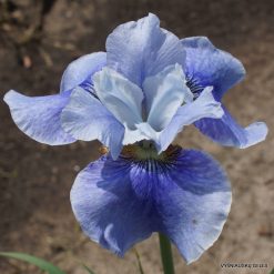 Iris 'Blaues Finale'