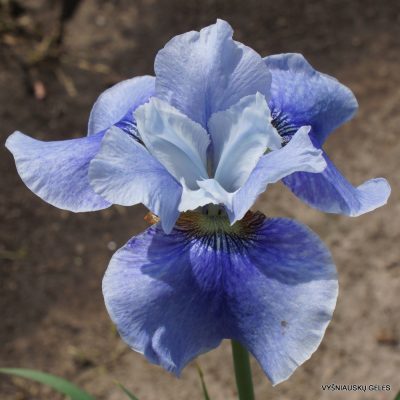 Iris ‘Blaues Finale’