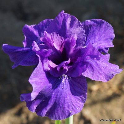 Iris 'Blueberry Brandy' (2)
