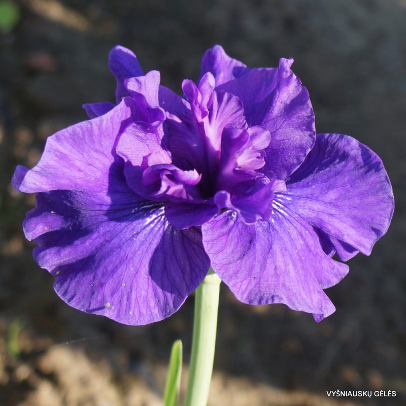 Iris 'Blueberry Brandy' (3)