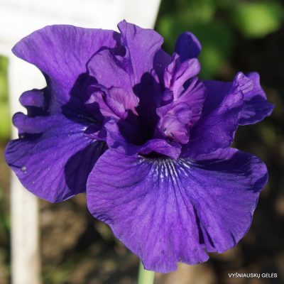 Iris ‘Blueberry Brandy’