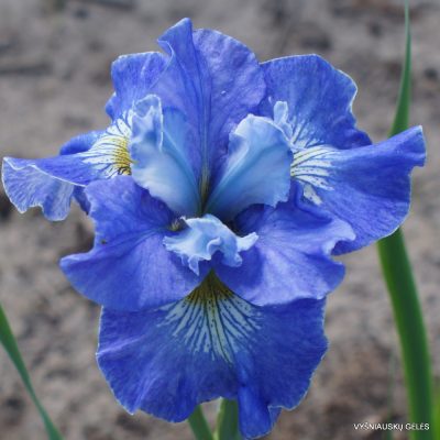 Iris ‘Bluebird Kisses’