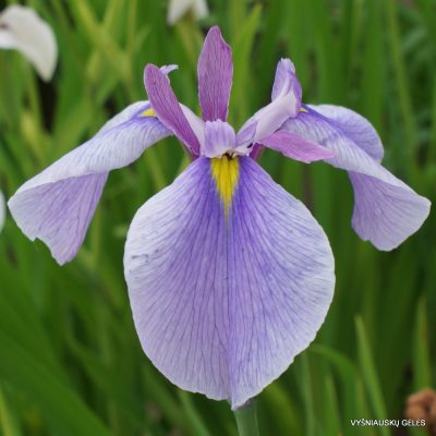 Iris 'Common Denominator' (2)