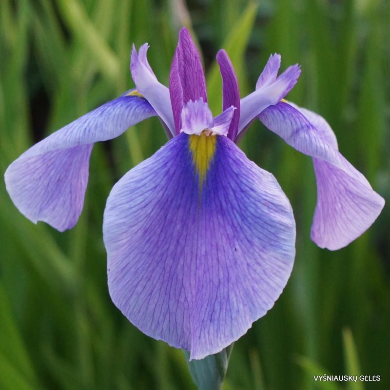 Iris 'Common Denominator' (3)