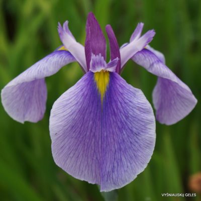 Iris ‘Common Denominator’