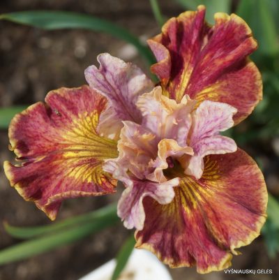 Iris ‘Festive Coquette’