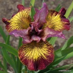 Iris sibirica F - J