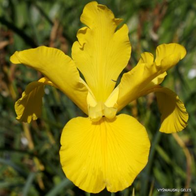 Iris 'Gold Price'