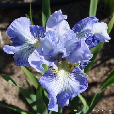 Iris ‘Joyous Ruffles’