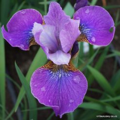 Iris 'Lavendelwein'