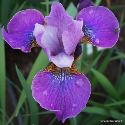 Iris ‘Lavendelwein’