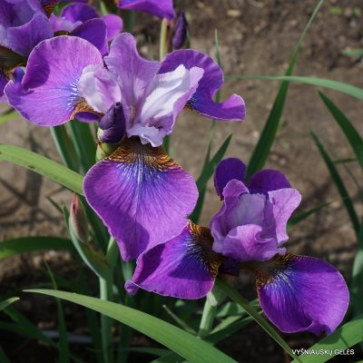 Iris 'Lavendelwein' (2)