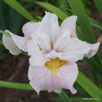 Iris ‘Lemon Veil’