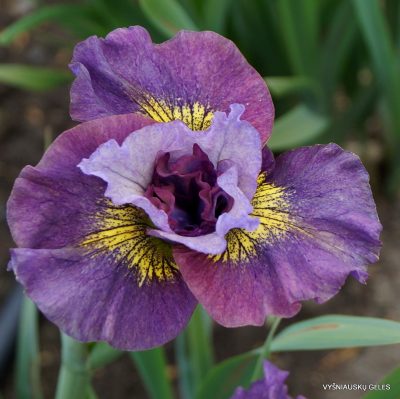 Iris 'Like Lavender'