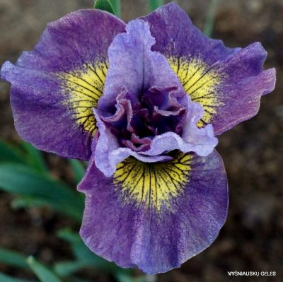 Iris 'Like Lavender'