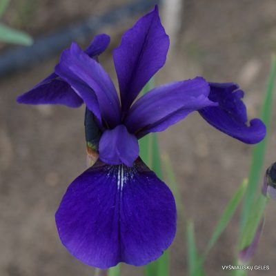 Iris 'Pansy Purple' (2)