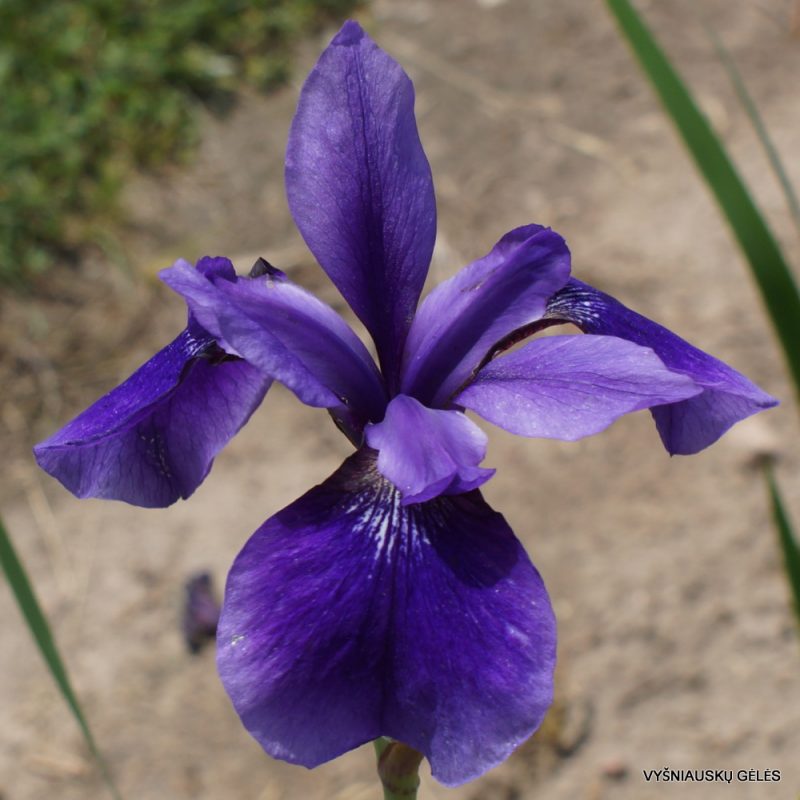 Iris 'Pansy Purple' (3)