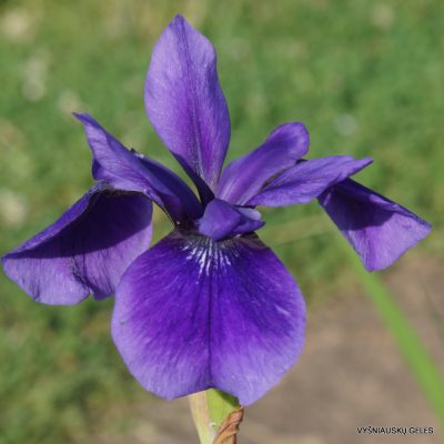 Iris ‘Pansy Purple’