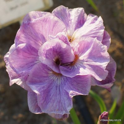 Iris 'Pink Parfait'