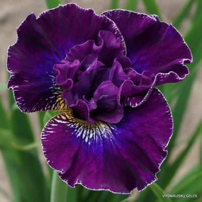 Iris ‘Saalewein’