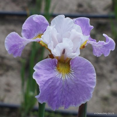 Iris 'Sahnehäubchen'