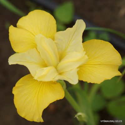 Iris ‘Sibirisches Gold’