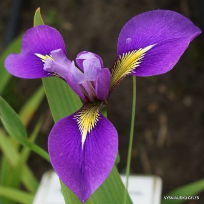 Iris 'Starting Versi-Laev' (3)