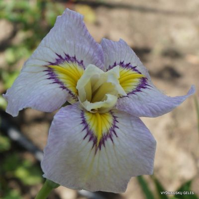 Iris 'Violet Swallows'