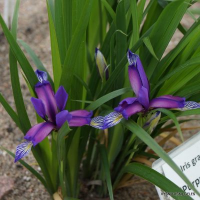 Iris graminea (2)