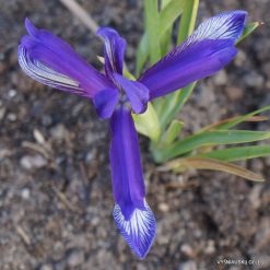Iris sintenisii