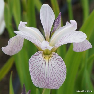 Iris versicolor ‘Candystriper’