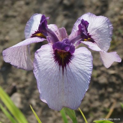 Iris x pseudata ‘Kurokawa-Noh’
