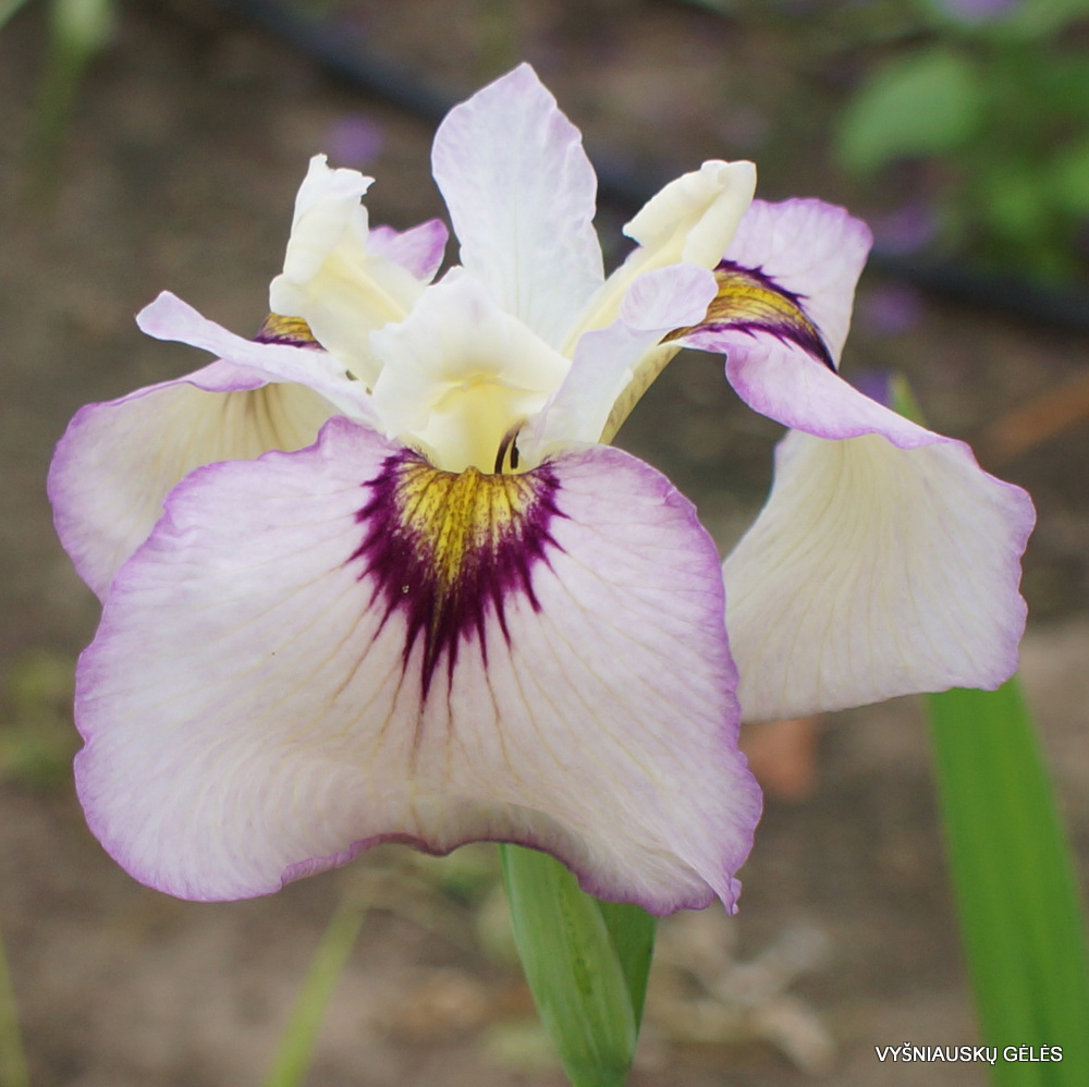 Iris x pseudata 'Lawton Ridge' (3)