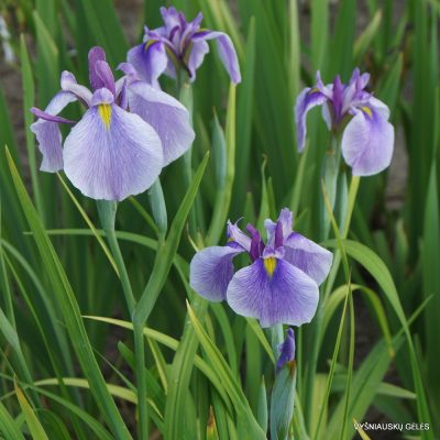 Iris × ensibirian 'Common Denominator'