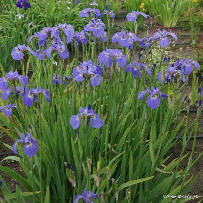 Iris × sibtosa ‘Stilles Wasser’