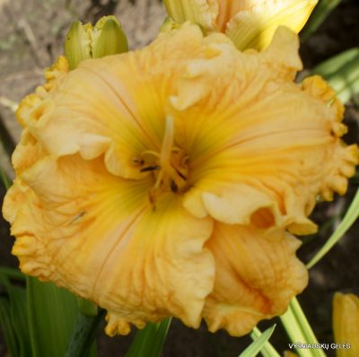'Chilled Orange Sorbet'