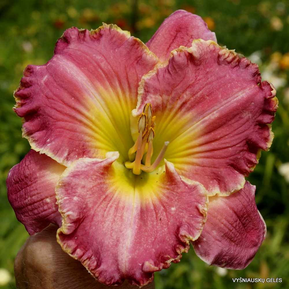 'Circle of Fire'