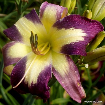Daylily 'Alien Drone'