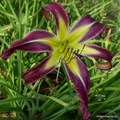 Daylily 'Awesome Butterfly'